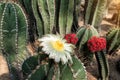 Macro of succulent plant