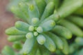 Macro succulent plant. Top view.