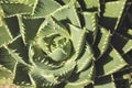 Macro succulent plant