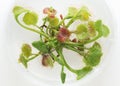 Sundew growing in vitro in petri dish