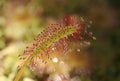 Macro - Sundew plant