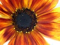 Macro of sunflower