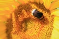 Macro of sunflower with bumblebee (large earth bumblebee - Bombus terrestris) in summer Royalty Free Stock Photo