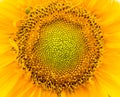 Macro sunflower Royalty Free Stock Photo