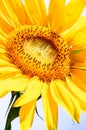 Macro sunflower