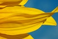 Macro: Sunflower Petals and Blue Sky Royalty Free Stock Photo