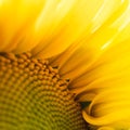 Macro sunflower petals texture, selective focus Royalty Free Stock Photo