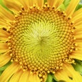 Macro sunflower pollen