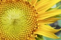 Macro sunflower pollen