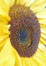 Macro sunflower seed head summer flower Royalty Free Stock Photo