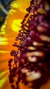 Macro sunflower