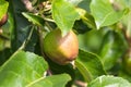 Macro of sunlit pear ripening on the tree. Close up.