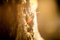 Macro in sunny day the firebug on old tree Royalty Free Stock Photo