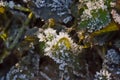 sunlit ice crystals on frozen leafs on the forest floor on a dark background Royalty Free Stock Photo