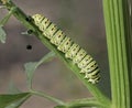 Macro of a Swallowtail Caterpillar Defecating Royalty Free Stock Photo