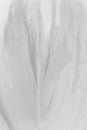 Macro swan feather detail on white background. Concept of tenderness and softness, macro. Beauty vertical wallpaper Royalty Free Stock Photo