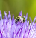Macro of a Sweat Bee Halictidae Collecting Pollen in a Bright Purple Flower Royalty Free Stock Photo