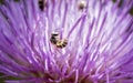 Macro of a Sweat Bee Halictidae Collecting Pollen in a Bright Purple Flower Royalty Free Stock Photo