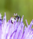 Macro of a Sweat Bee Halictidae Collecting Pollen Royalty Free Stock Photo