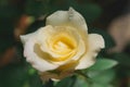 Macro of Sweet flower. Close up white flowers