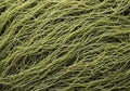 Macro of tangled light green seaweed threads creating an abstract organic texture on dark background Royalty Free Stock Photo