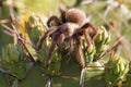 Macro of tarantula`s eyes Royalty Free Stock Photo