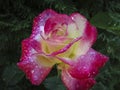 Macro of a tender rose Double Delight. Red petals are covered with raindrops or morning dew. Royalty Free Stock Photo
