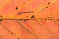 Macro texture of Autumn Cherry tree leaf details Royalty Free Stock Photo
