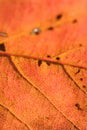 Macro texture of Autumn Cherry tree leaf details Royalty Free Stock Photo