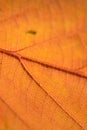 Macro texture of Autumn Cherry tree leaf details Royalty Free Stock Photo