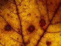 Macro texture of autumnal leaf Royalty Free Stock Photo