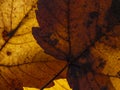 Macro texture of autumnal leaf Royalty Free Stock Photo