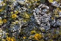 Macro texture background of lichen and moss on tree bark Royalty Free Stock Photo