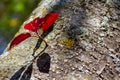 Macro texture background of lichen and moss on tree bark Royalty Free Stock Photo