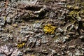 Macro texture background of lichen and moss on tree bark Royalty Free Stock Photo