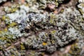 Macro texture background of lichen and moss on tree bark Royalty Free Stock Photo