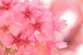 Macro texture of blooming pink Japanese Cherry Blossoms Royalty Free Stock Photo