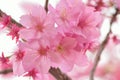 Macro texture of blooming pink Japanese Cherry Blossoms Royalty Free Stock Photo