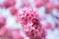 Macro texture of blooming pink Japanese Cherry Blossoms Royalty Free Stock Photo