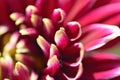 Macro texture of brown colored Dahlia flower petals Royalty Free Stock Photo