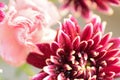 Macro texture of brown colored Dahlia flowers with water droplets Royalty Free Stock Photo