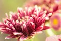 Macro texture of brown colored Dahlia flowers with water droplets Royalty Free Stock Photo