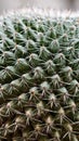Macro texture of cactus spines with repeating pattern and soft background Royalty Free Stock Photo