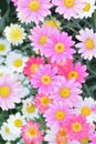 Macro texture of colorful Daisy flowers with blurred background Royalty Free Stock Photo