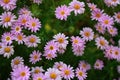 Macro texture of colorful Daisy flowers with blurred background Royalty Free Stock Photo