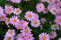 Macro texture of colorful Daisy flowers with blurred background Royalty Free Stock Photo