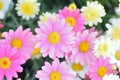 Macro texture of colorful Daisy flowers with blurred background Royalty Free Stock Photo