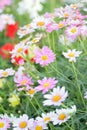 Macro texture of colorful Daisy flowers with blurred background Royalty Free Stock Photo