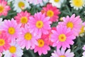 Macro texture of colorful Daisy flowers with blurred background Royalty Free Stock Photo