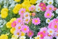 Macro texture of colorful Daisy flowers with blurred background Royalty Free Stock Photo